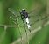 Libellule fauve (Libellula fulva) © Colombo Lorenzo