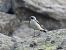 Culbianco (Oenanthe oenanthe) Anonimo