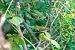 Luì verde (Phylloscopus sibilatrix) Anonimo