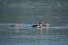 Svasso maggiore (Podiceps cristatus) © Marco Esposito