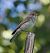 Pigliamosche (Muscicapa striata) © Marco Esposito