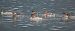 Smergo maggiore (Mergus merganser) © Marco Esposito