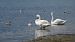 Cigno reale (Cygnus olor) © Marco Esposito