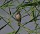 Spioncello (Anthus spinoletta) © Marco Esposito