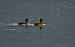 Moretta (Aythya fuligula) © Marco Esposito