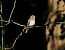 Pigliamosche (Muscicapa striata) © Marco Esposito