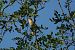 Cannareccione (Acrocephalus arundinaceus) © Marco Esposito