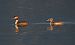 Svasso maggiore (Podiceps cristatus) © Marco Esposito