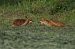 Volpe (Vulpes vulpes) © Marco Esposito