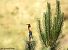 Gruccione (Merops apiaster) © Gianluca Congi