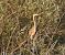 Airone rosso (Ardea purpurea) © Gianluca Congi