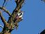 Picchio rosso maggiore (Dendrocopos major) © Giuseppe Taverna
