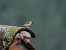 Passera mattugia (Passer montanus) © Giuseppe Taverna