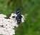 Heterocera sp. © Jean-Marie Gres