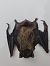 Pipistrello di Savi (Hypsugo savii) © Nicola Larroux
