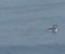 Pulcinella di mare (Fratercula arctica) Anonimo