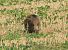 Cinghiale (Sus scrofa) © Paolo Utmar (FVG)