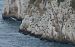 Marangone dal ciuffo (Gulosus aristotelis) © Paolo Utmar (FVG)