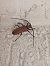 Coleoptera sp. © Walter Sassi