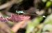 Ischnura elegans © Radames Bionda