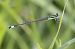 Ischnura elegans © Radames Bionda