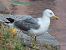 Gabbiano pontico (Larus cachinnans) © Annalisa Sutto