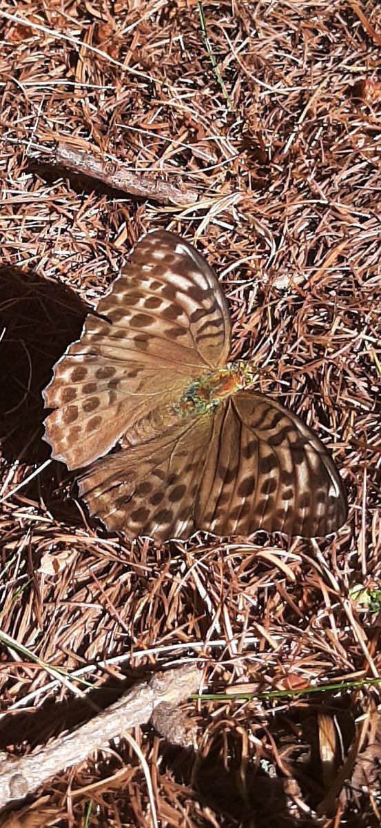 Argynnis pandora  - Antonio Ippolito