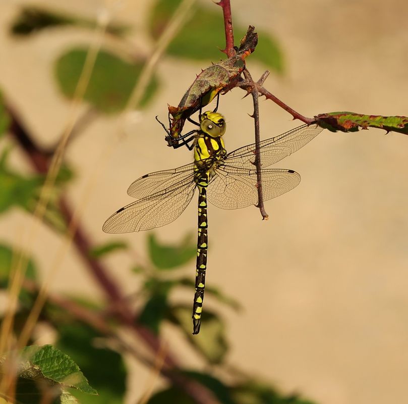 Aeshna cyanea  - Alfonso Di Rienzo