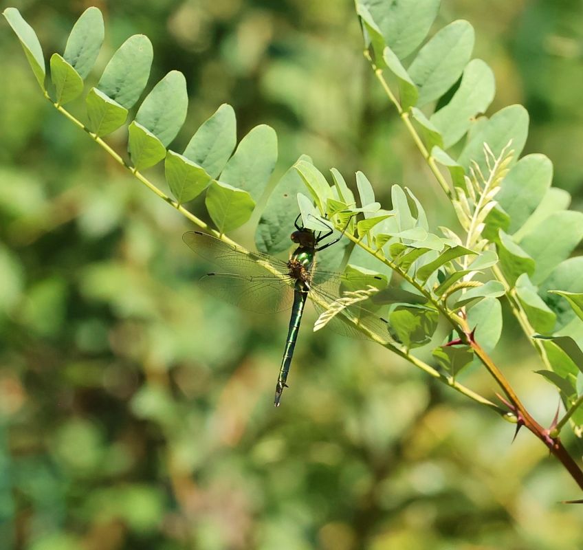 Somatochlora metallica  - Alfonso Di Rienzo