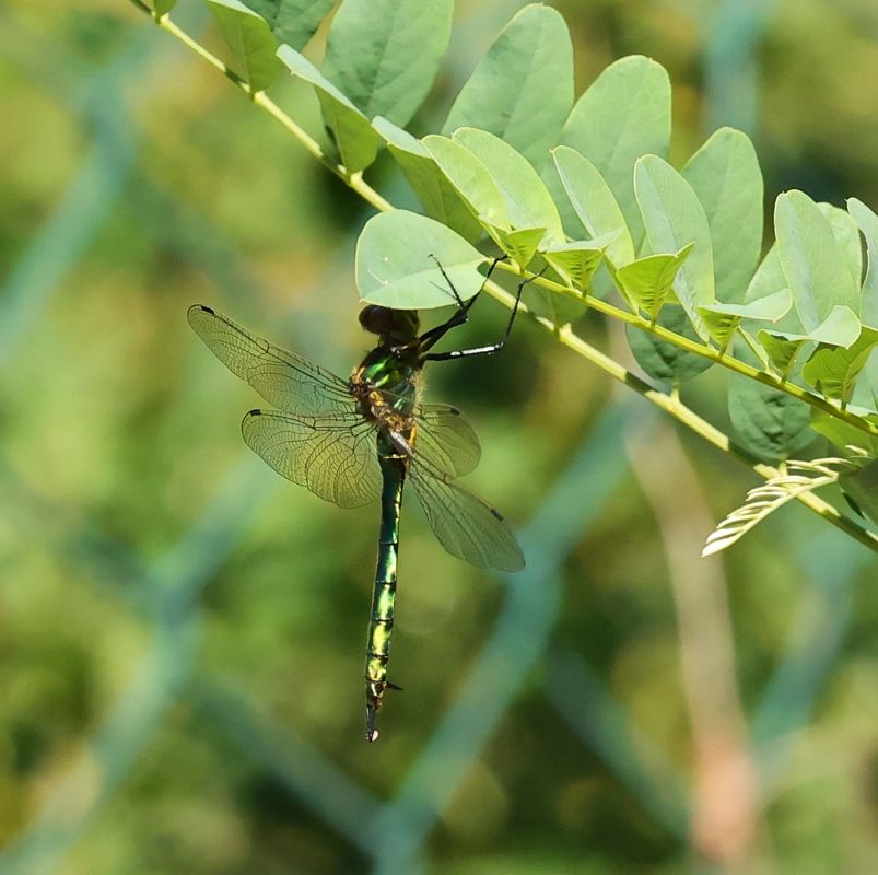 Somatochlora metallica  - Alfonso Di Rienzo