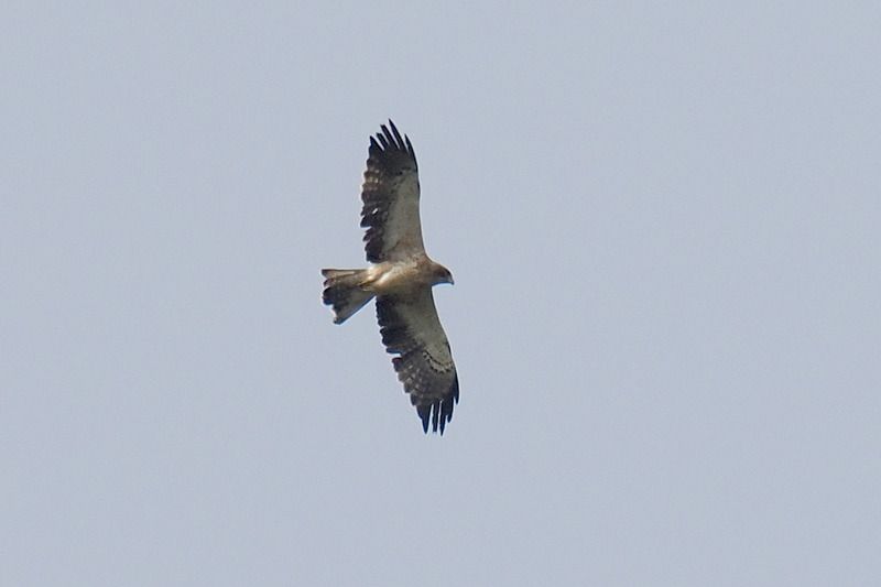 Aquila minore  - Aldo Tonelli