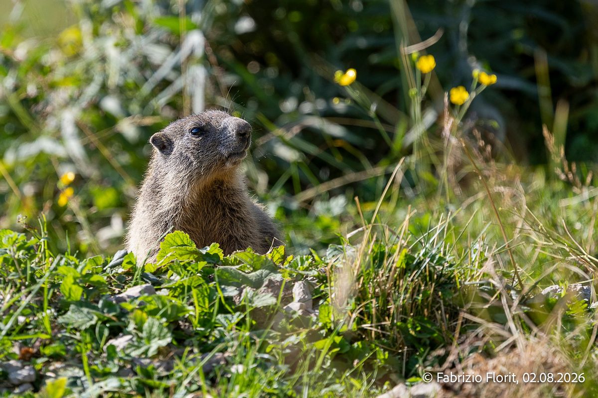 Marmotta  - Fabrizio Florit (FVG)