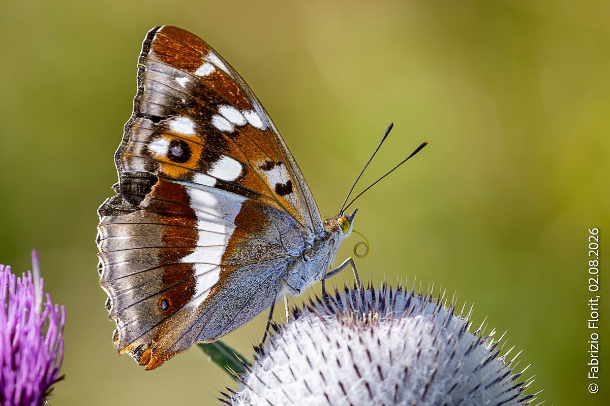 Apatura iris  - Fabrizio Florit (FVG)