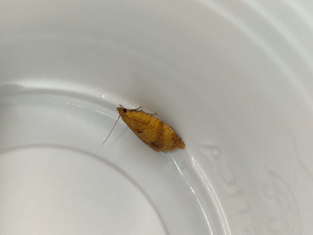 Clepsis consimilana  - Giovanni Gambale