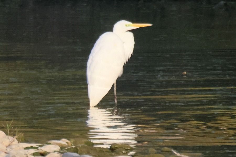 Airone bianco  - Giuseppe Colombo