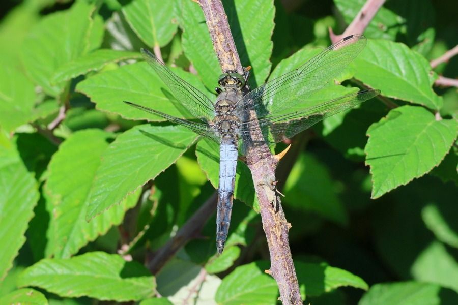 Orthetrum cancellatum  - Giuseppe Colombo