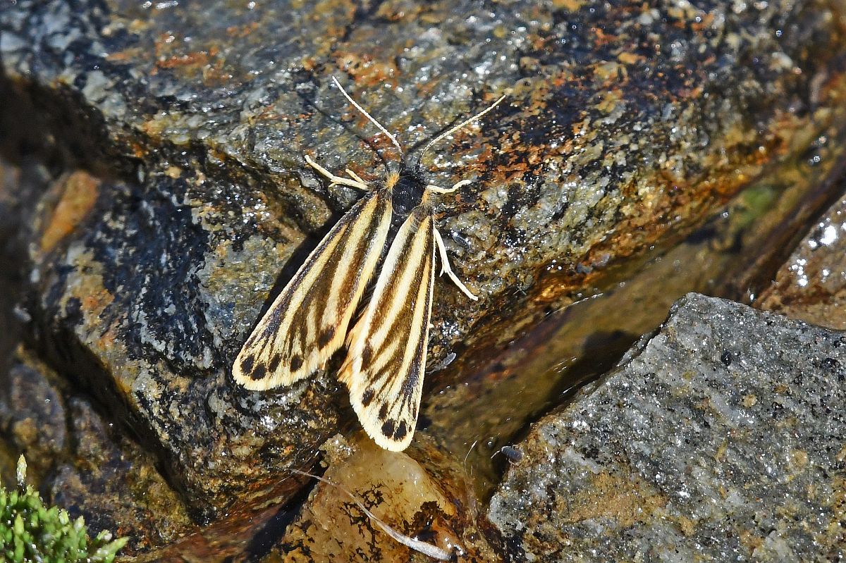 Setina aurita  - Alfio Sala
