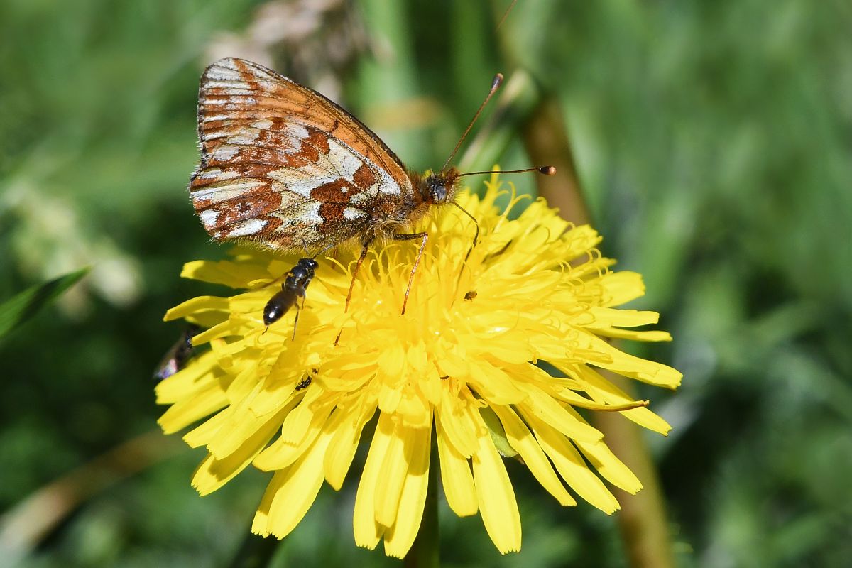 Shepherd's Fritillary  - Alfio Sala