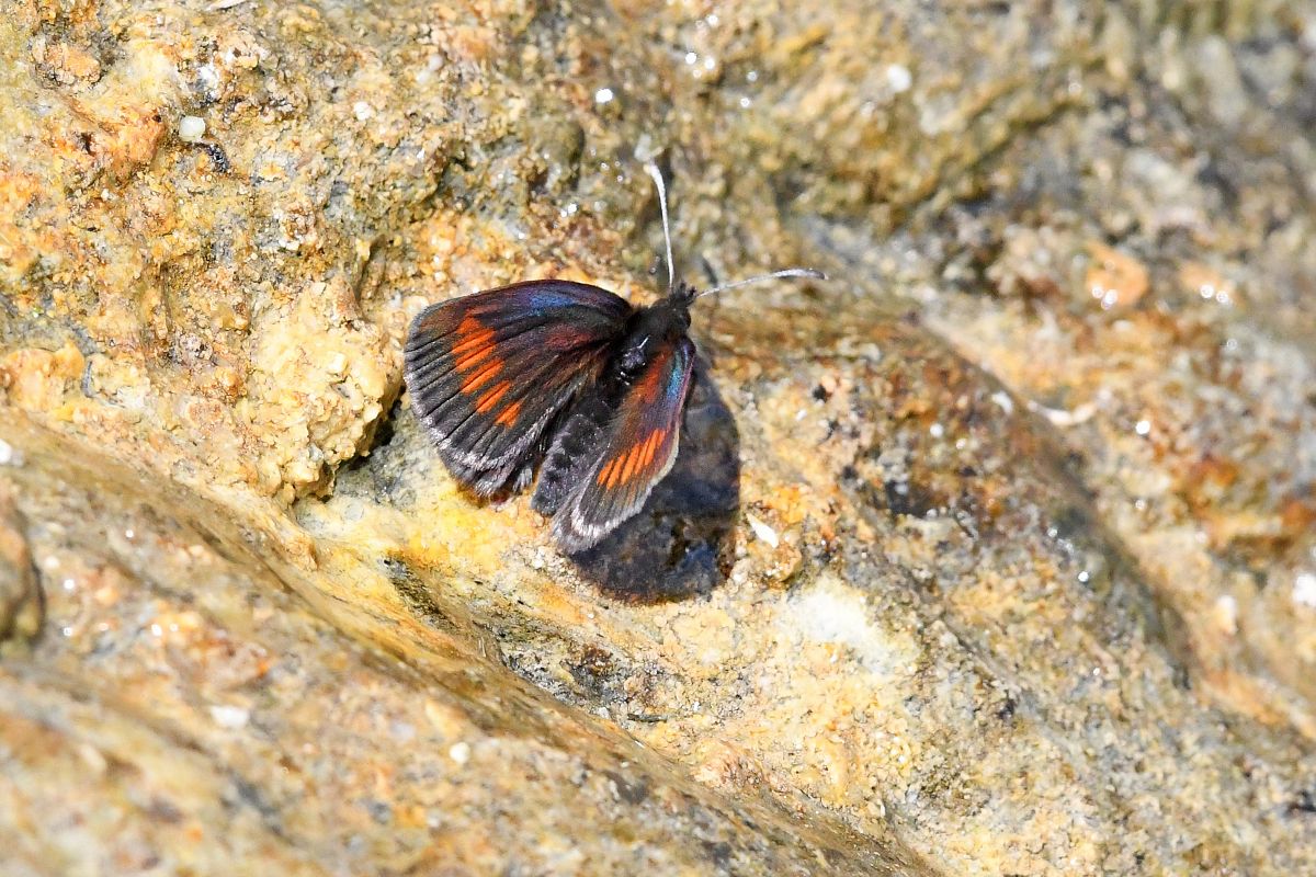 Erebia pharte  - Alfio Sala