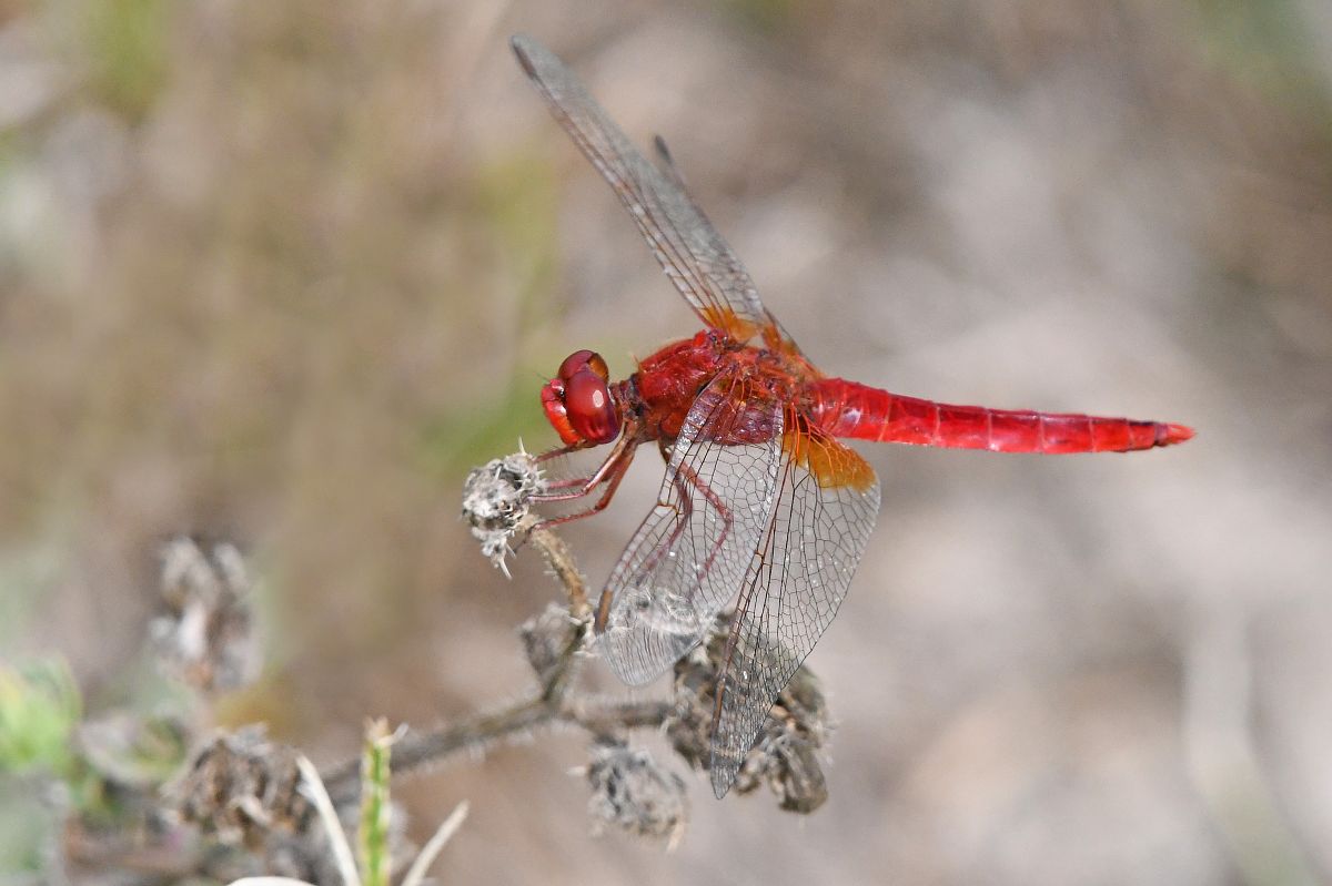 Crocothemis erythraea  - Alfio Sala