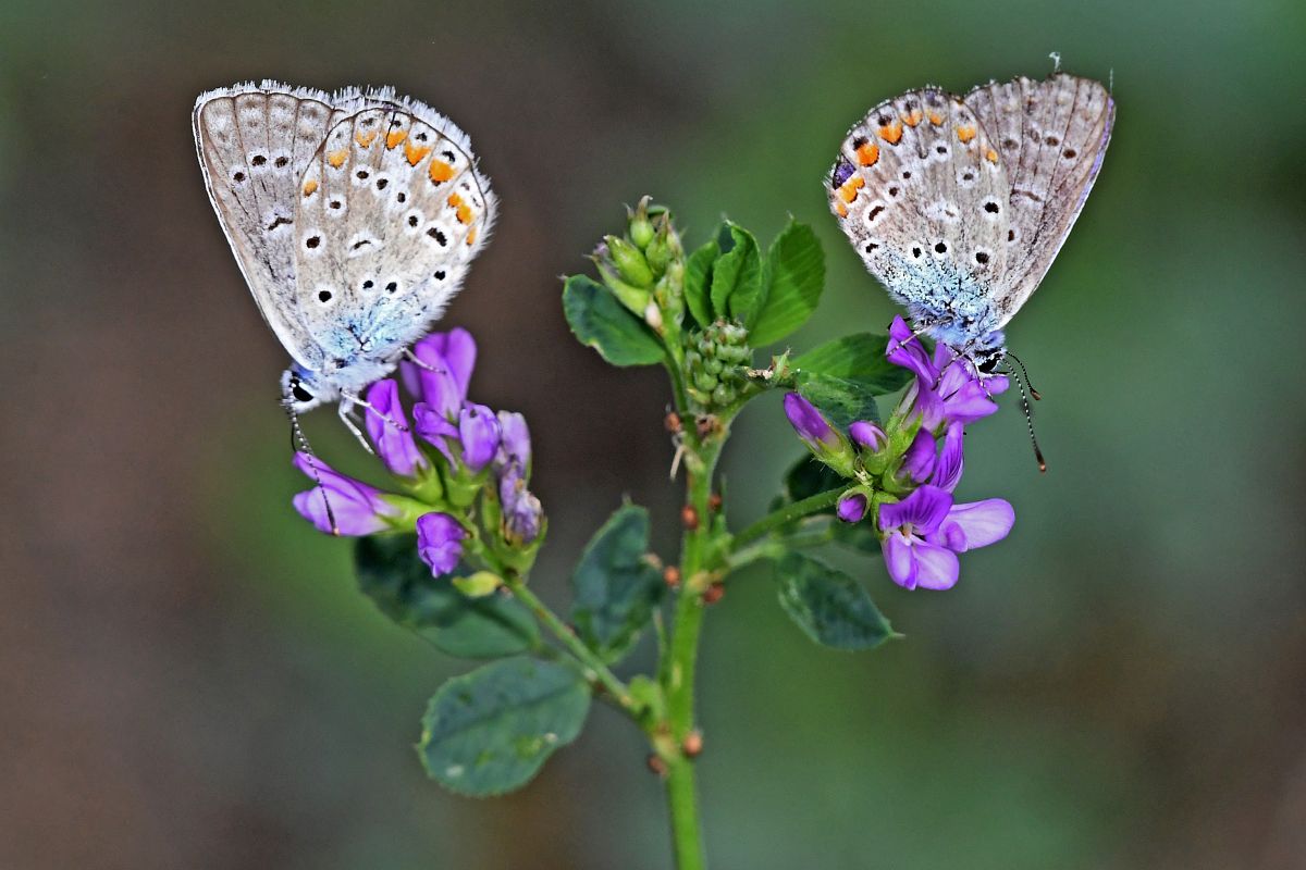 Polyommatus icarius # *  - Alfio Sala