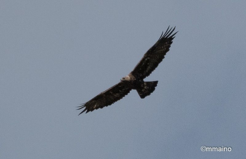 Aquila reale  - Mario Maino