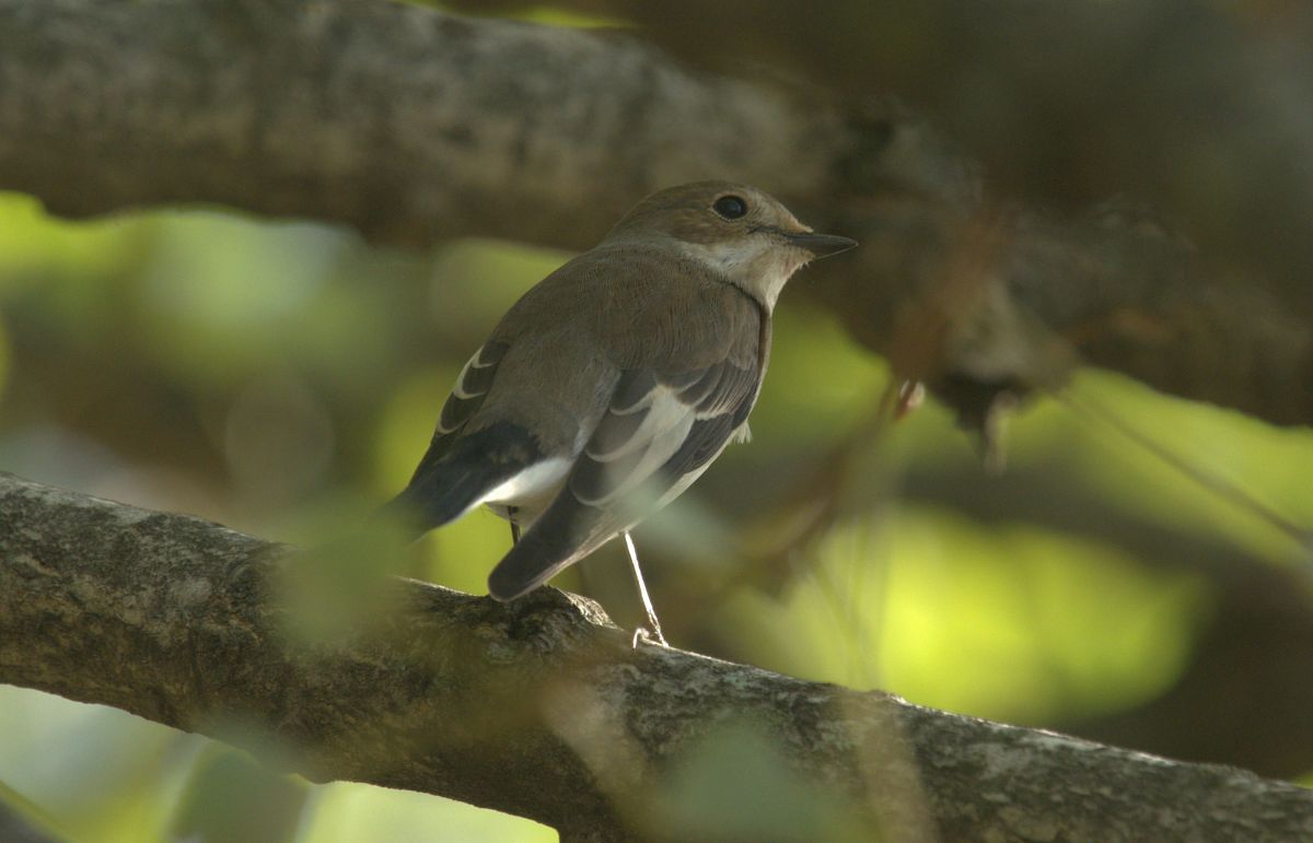 Balia nera  - Giuseppe Speranza