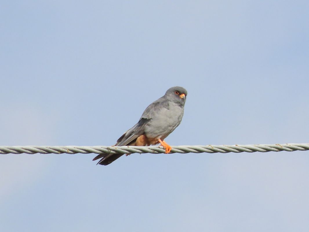 Falco cuculo  - Donatella Rottichieri