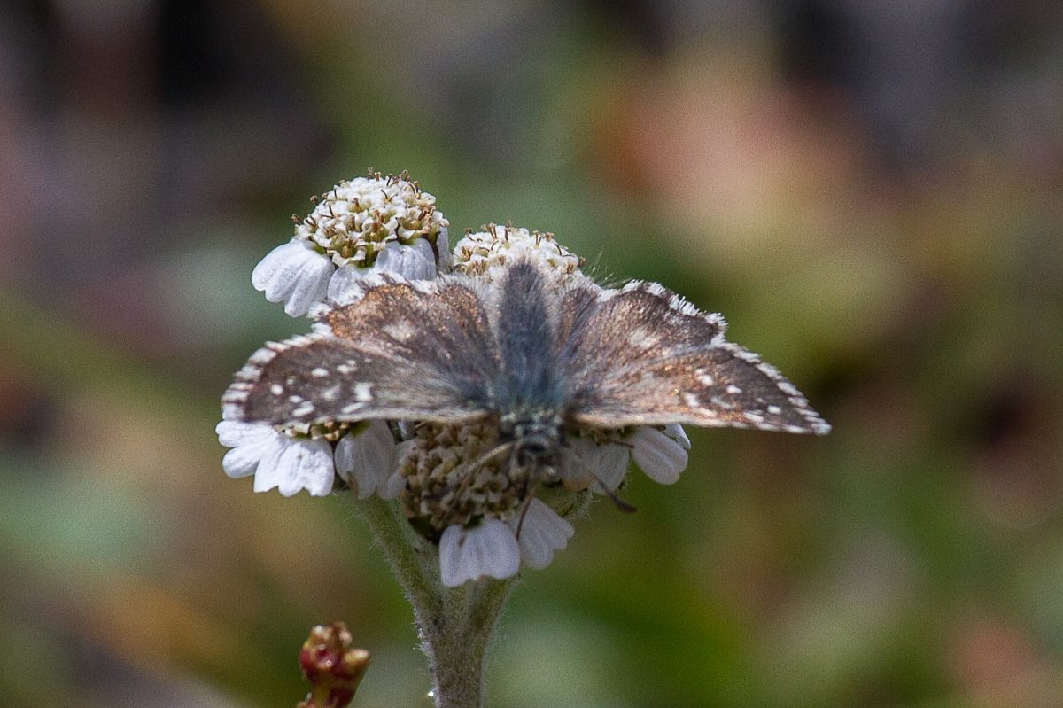 Pyrgus serratulae  - Marco Cortemiglia