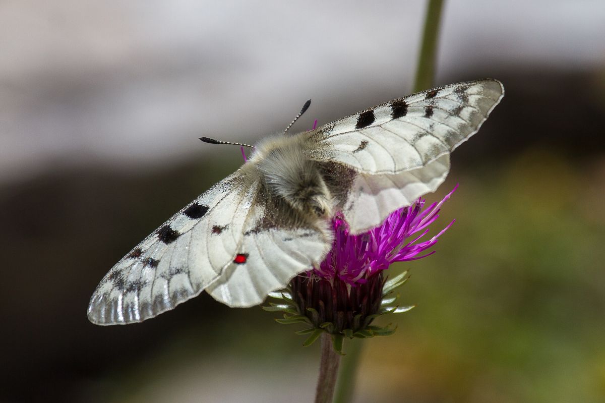 Hochalpenapollo (Alpenapollo)  - Marco Cortemiglia