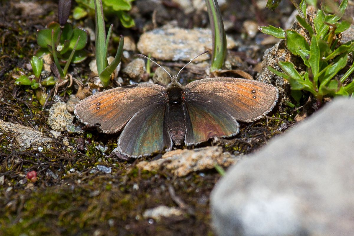Erebia tyndarus  - Marco Cortemiglia