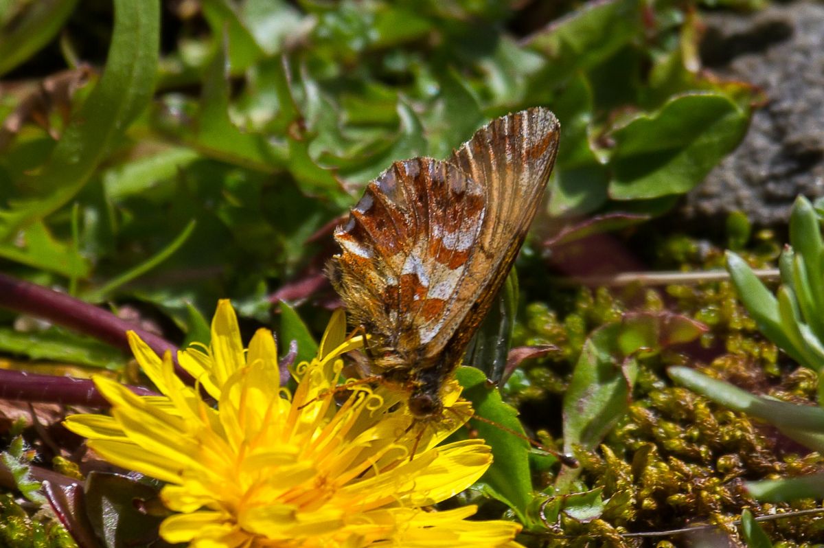 Boloria pales  - Marco Cortemiglia