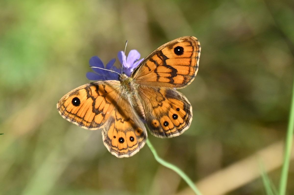 Lasiommata megera 