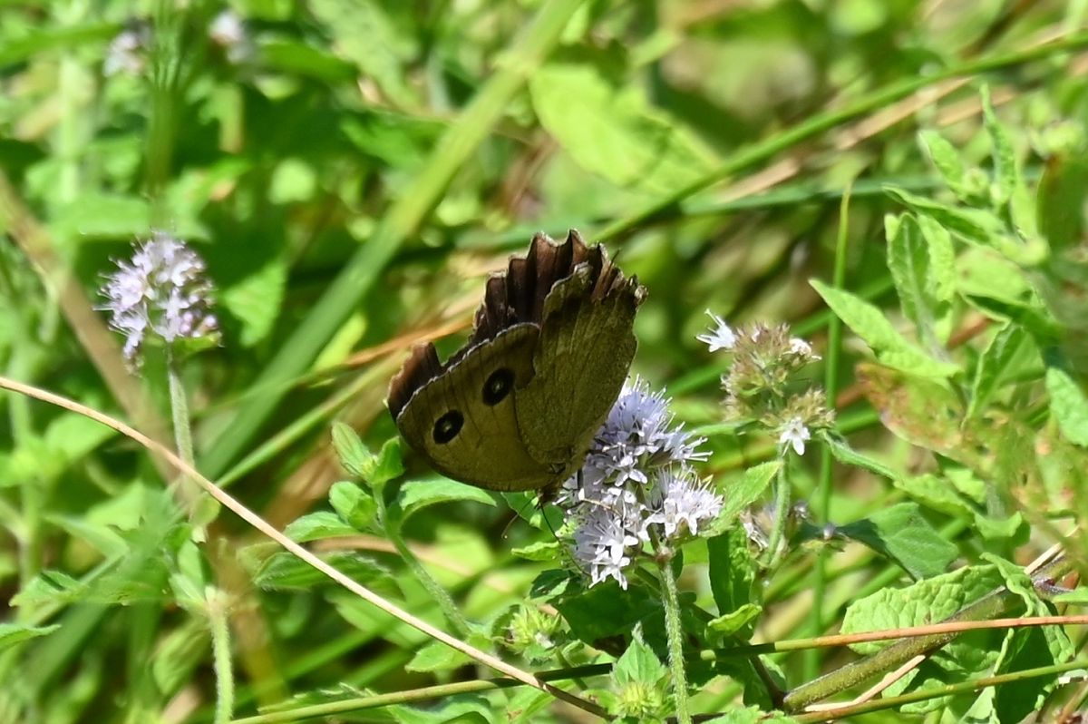 Satyrus ferula 